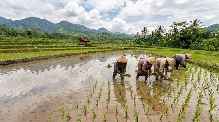 Kementan Dorong Petani Tanam Lebih Awal