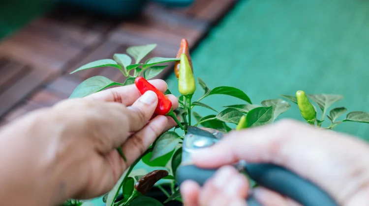 Ubah Pekarangan Rumah Menjadi Tanaman Produktif, Mulai Cabai hingga Jeruk
