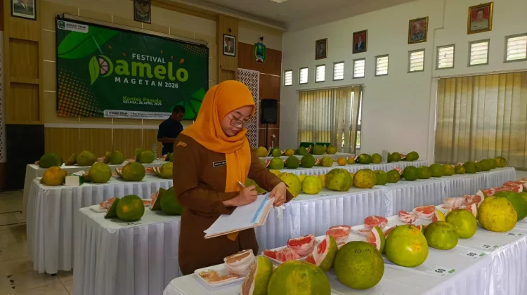 Pemkab Magetan Dorong Pemasaran Digital dan Kontinuitas Panen Jeruk Pamelo