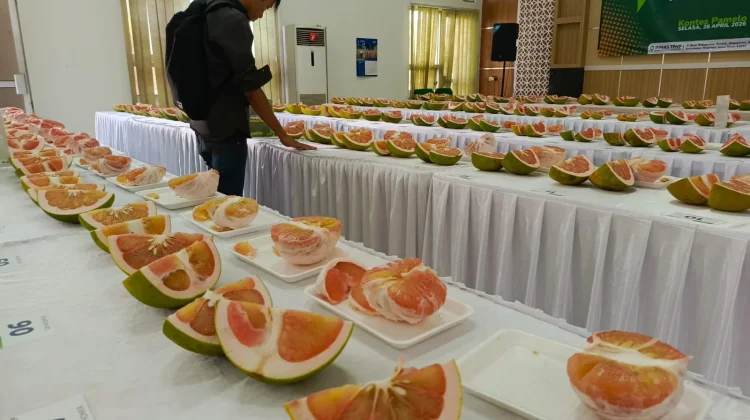 Festival Pamelo Magetan: Dorongan Digitalisasi hingga Produksi Sepanjang Tahun
