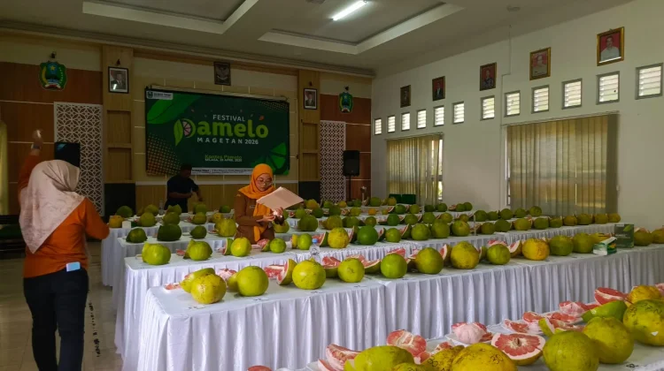 Proyeksi Andalan Magetan, Perluasan Sentra Pamelo Betasukamangu Terus Diperkuat