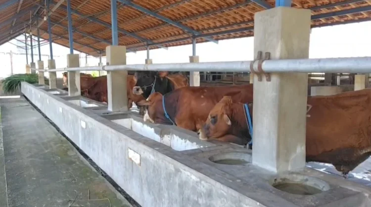 Permintaan Sapi Meningkat Meski Harga Meningkat jelang Idul Adha