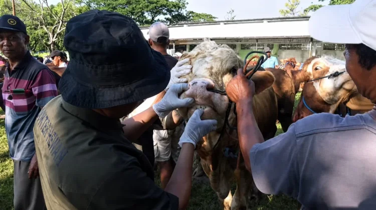 Petugas Periksa Kesehatan Hewan jelang Idul Adha