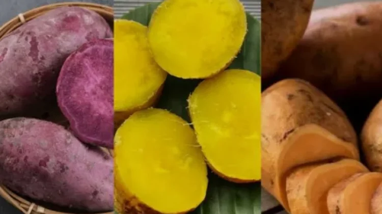 Manfaat Makan Ubi Jalar untuk Kesehatan