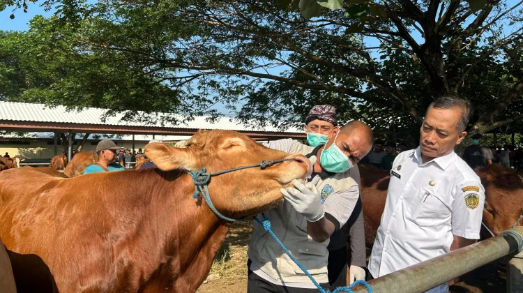 DKPP Kabupaten Madiun Jadwalkan Pemeriksaan Hewan Kurban jelang Idul Adha