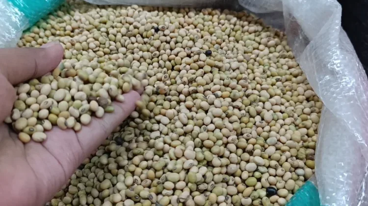 Luas Lahan Sawah Kedelai di Ponorogo Menyusut, Ini Alasannya