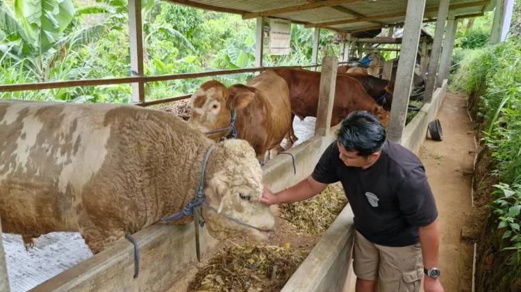 Menjelang Idul Adha, Ada ‘Sapi Sultan’ di Ponorogo