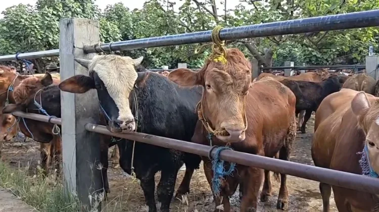 Harga Sapi di Ponorogo Naik jelang Idul Adha