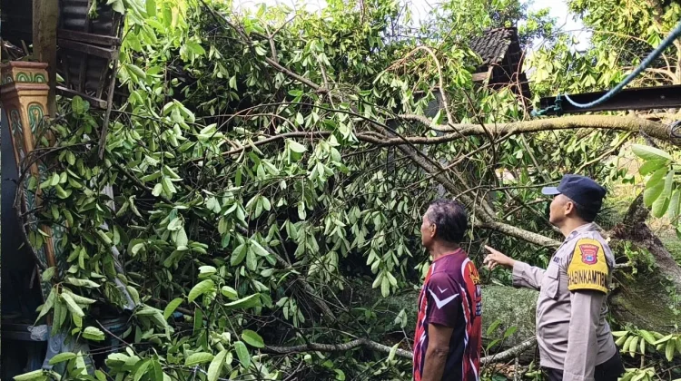 Polisi Ngawi Bersama Relawan Evakuasi Pohon Tumbang Timpa Rumah Warga di Sine