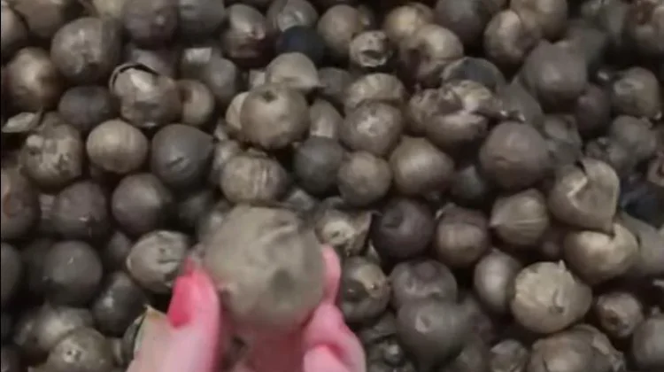 Black Garlic Bantu Tingkatkan Daya Tahan Tubuh