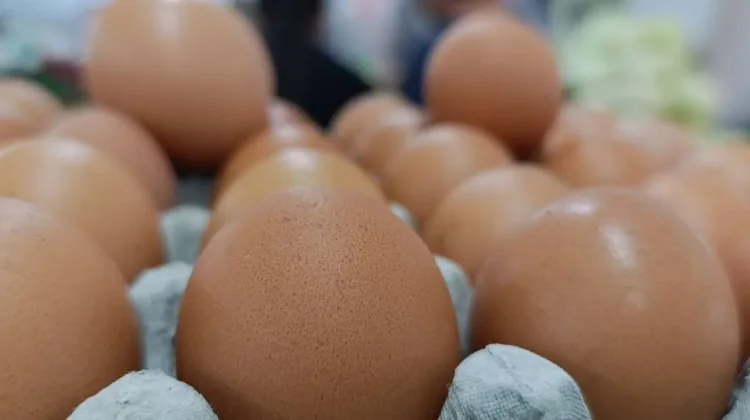 Harga Telur Anjlok, Ini Respon Asosiasi Peternak Telur Ponorogo