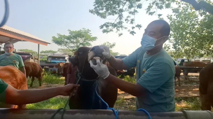 Menjelang Iduladha, DKPP Kabupaten Madiun Bentuk Tim Khusus Awasi Hewan Ternak