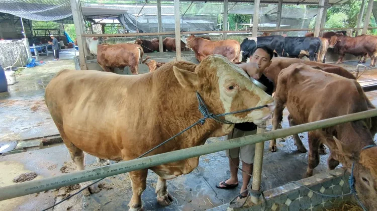 Sapi Jumbo 1,1 Ton Asal Madiun Dibeli Presiden Prabowo