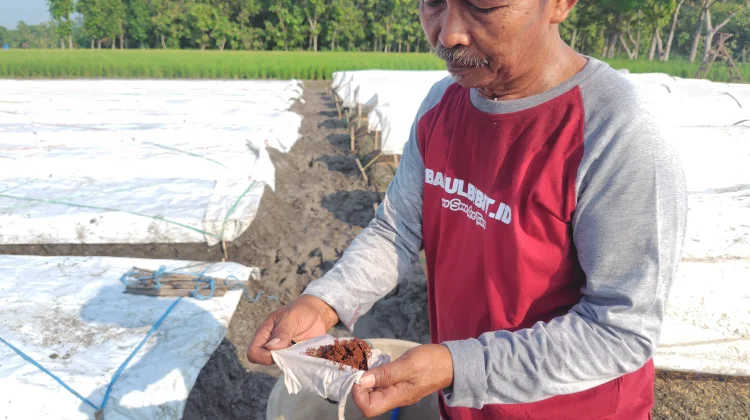 Diprediksi El Nino Godzila, Petani Tembakau Justru Menjadi Peluang Harapan