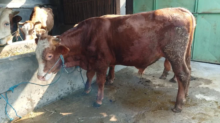 Hukum Berqurban dengan Hewan Kambing dan Sapi Betina