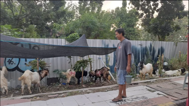 Pedagang Kambing Kurban di Madiun, Samsul Huda Menyebut, Ada Peningkatan Daya Beli