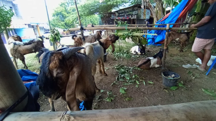 Penjual Kambing Kurban Musiman Optimis, H-2 dan H-1 Idul Adha Penjualan Meningkat