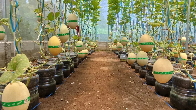 Melon Premium Pilar Tani Sejahtera Terjual Habis sebelum Panen Wisata Dibuka