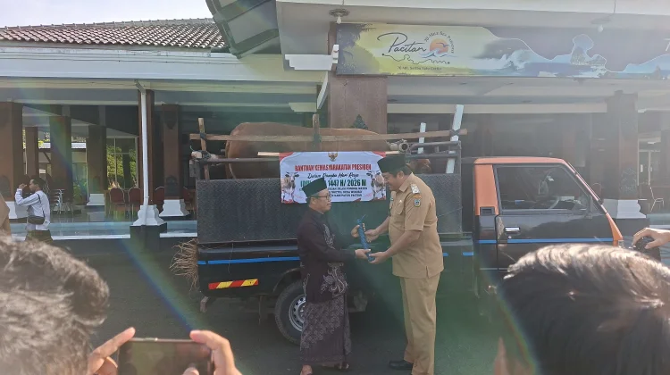 Wakil Bupati Pacitan Apresiasi Sapi Kurban Seberat 1 Ton dari Presiden RI