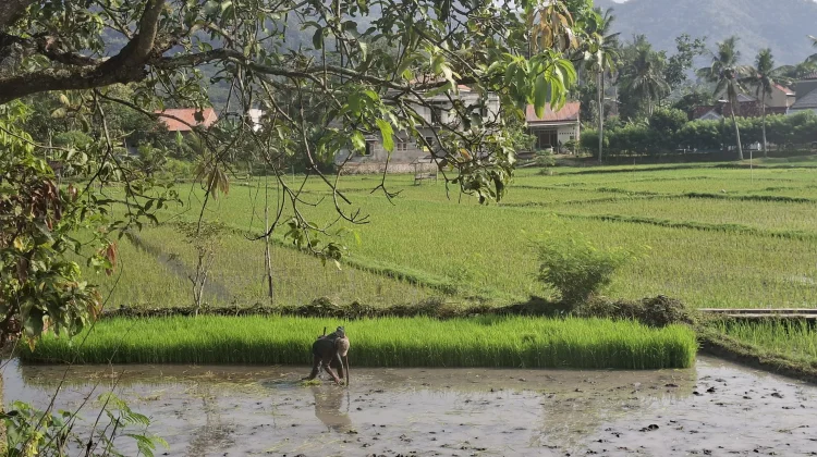 Antisipasi Kemarau, DKPP Pacitan Dorong Petani Segera Lakukan Tanam Kembali