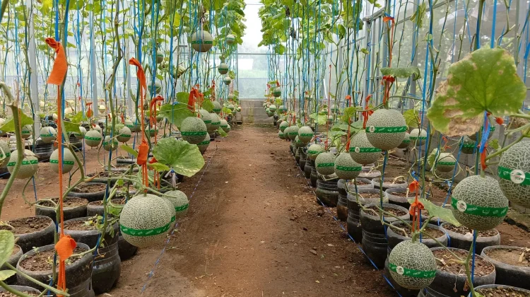 Trik Memanfaatkan Galon Bekas Jadi Media Tanam Melon Premium!