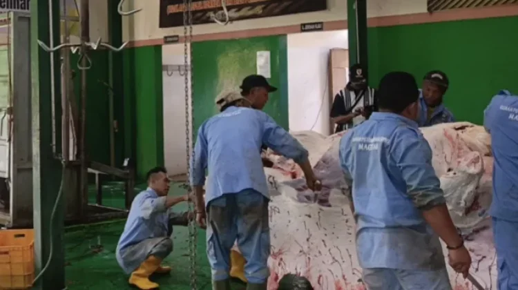 Penyembelihan Hewan Kurban di RPH Magetan Capai 55 Ekor Sapi