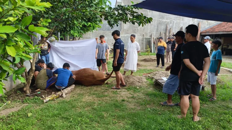 Jamaah Mushola Ar Rasyid Salak Timur Sembelih 2 Sapi dan 5 Kambing pada Idul Adha