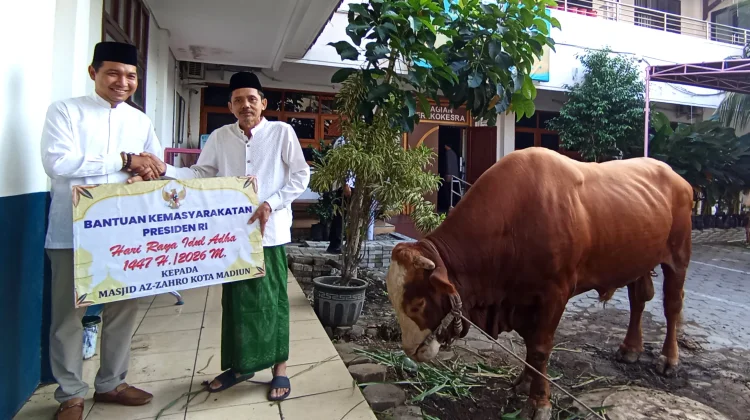 Sapi Bantuan Presiden Seberat 1 Ton Lebih untuk Kurban di Masjid Az-Zahro