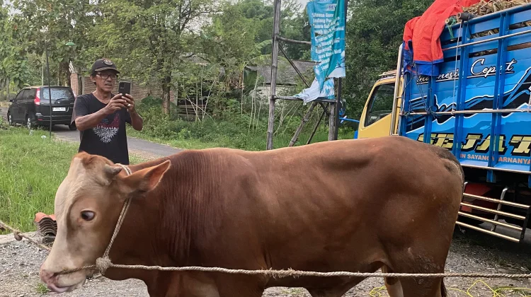 Kampanye Lingkungan, PDIP Magetan akan Bagikan Kurban dengan wadah non Plastik