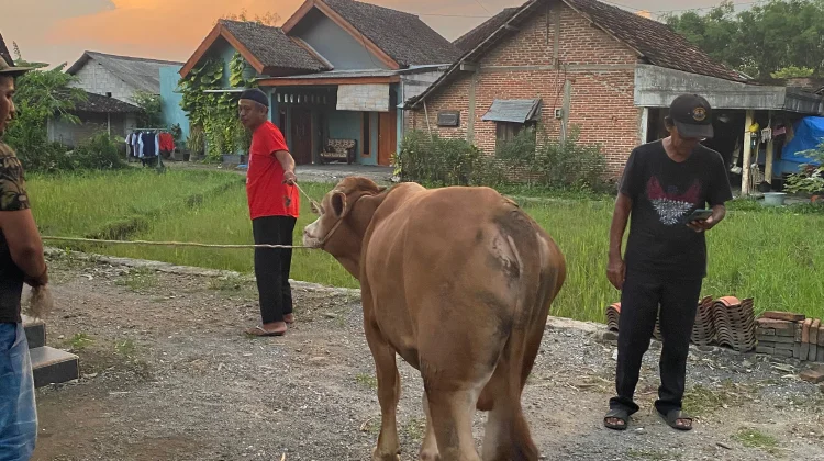 PDIP Magetan Sebar Kurban di Enam Dapil, Perkuat Semangat Gotong Royong Warga