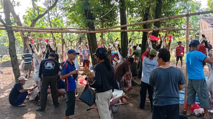 Kesadaran Berqurban Meningkat, Masyarakat Dukuh Kuwon Sembelih 7  Sapi,59 Kambing
