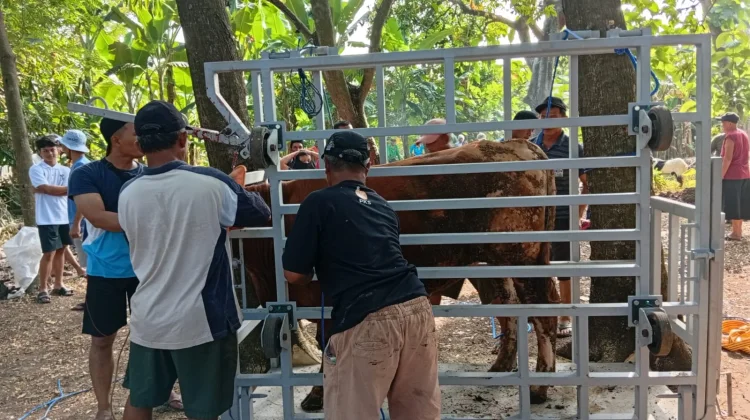 Meminimalisir Rasa Sakit pada Hewan Qurban, Panitia Membuat Alat Khusus