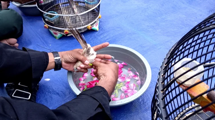 Jaga Tradisi dan Upaya Konservasi, Warga Kota Madiun Adakan Jamasan Perkutut