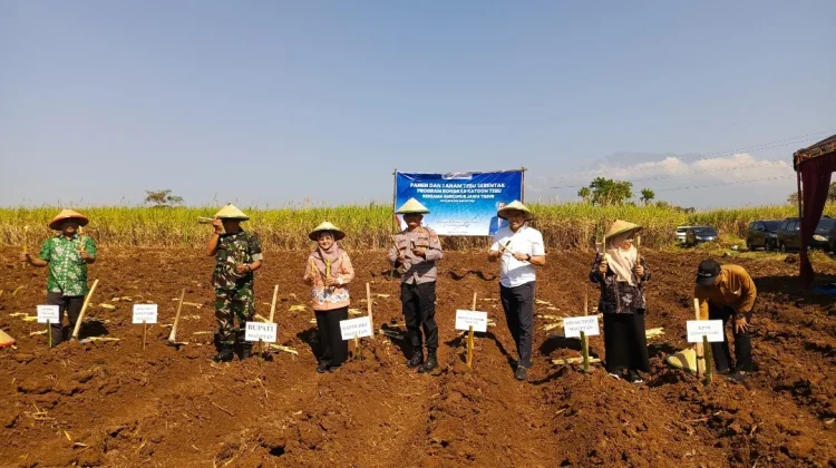 Jatim Gelar Tanam Tebu Serentak, Magetan Siapkan 1.200 Hektare Lahan Bongkar Ratoon