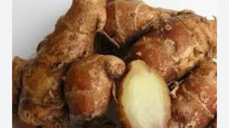 Kencur, Rimpang Aromatik Penuh Khasiat Penjaga Ketahanan Tubuh
