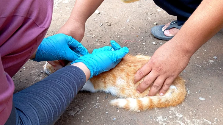DKPP Kota Madiun Gelar Vaksinasi Rabies untuk Kucing dan Anjing Liar