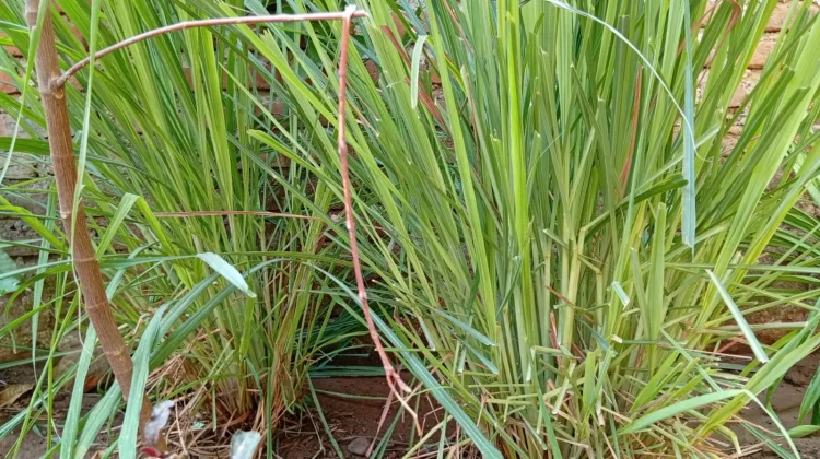 Manfaat Sereh bagi Kesehatan, dari Redakan Stres hingga Turunkan Risiko Kanker