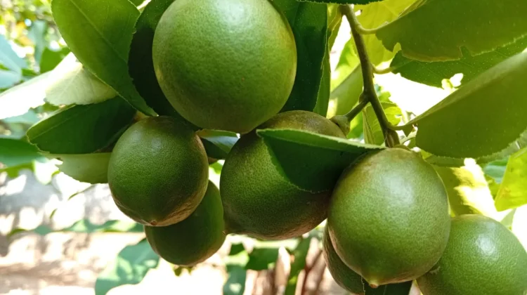 Manfaat Jeruk Lemon, dari Mencerahkan Kulit hingga Menurunkan Risiko Penyakit