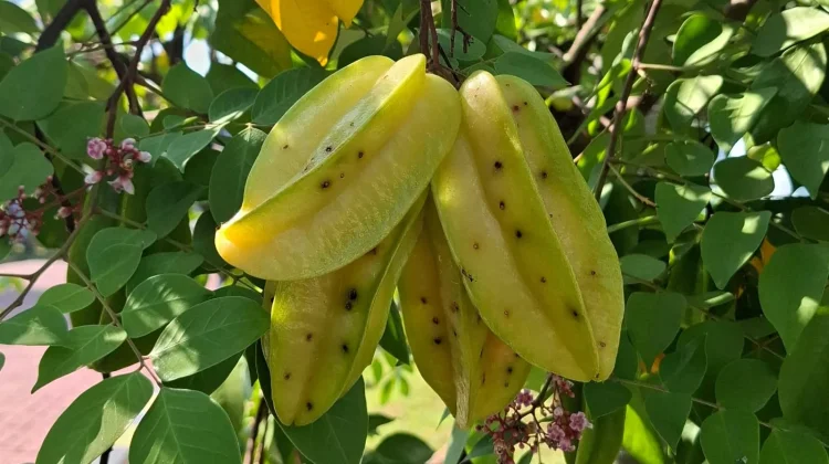Bungkus Buah Belimbing Jadi Cara Sederhana Cegah Serangan Lalat Buah