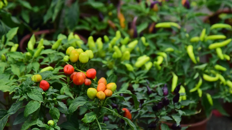Kangkung hingga Cabai, Tanaman yang Direkomendasikan untuk Urban Farming Pemula