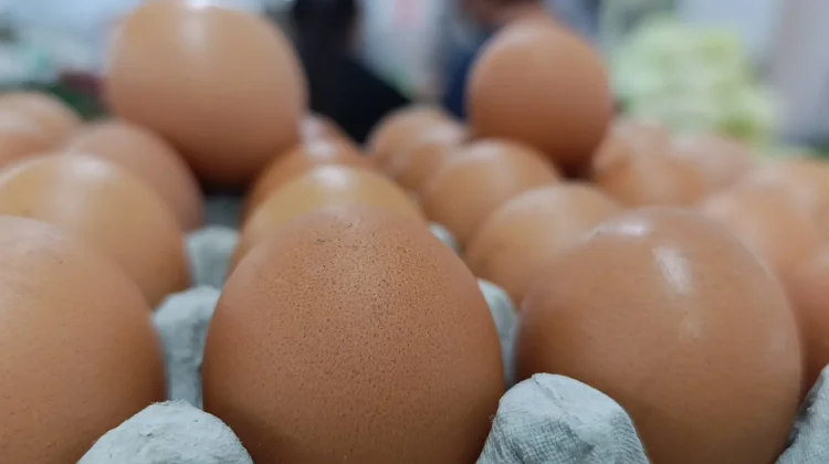 Harga Telur Anjlok, Peternak Ayam Petelur di Ponorogo Mengeluh