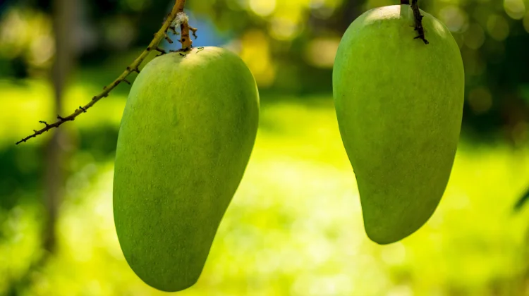Manfaat Mangga Muda bagi Kesehatan Tubuh