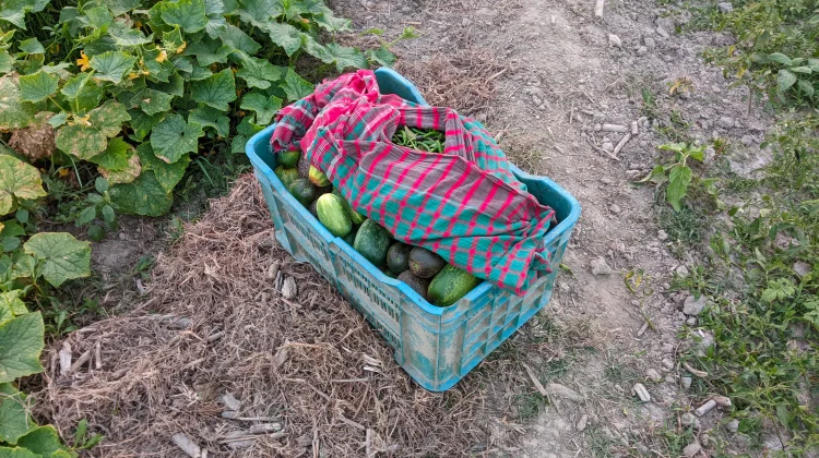 Urban Farming Tak Harus Hidroponik, Media Tanah Dinilai Lebih Hemat dan Mudah