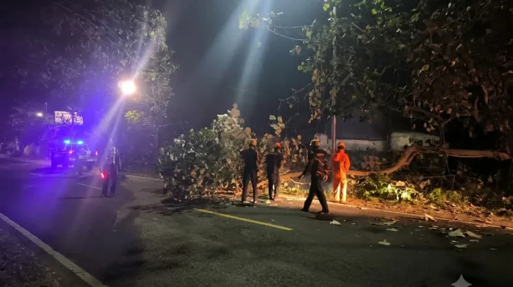 Angin Kencang Patahkan Dahan Waru, Akses Maospati–Ngawi Sempat Terganggu
