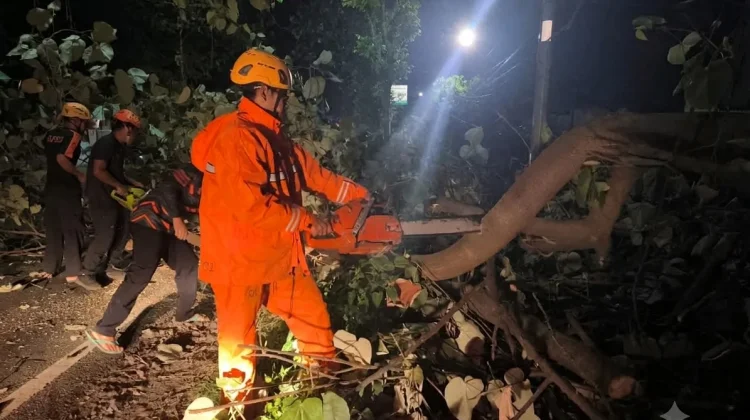 BPBD Magetan Minta Warga Waspadai Pohon Rapuh Saat Angin Kencang