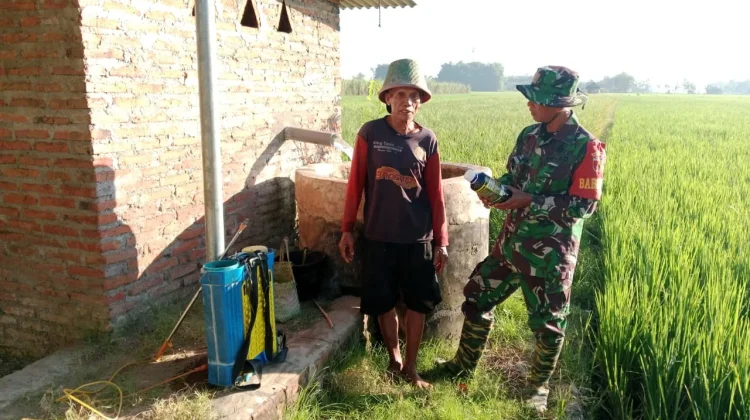 Antisipasi Serangan Wereng Meluas, Petani di Bendo Magetan Lakukan Penyemprotan
