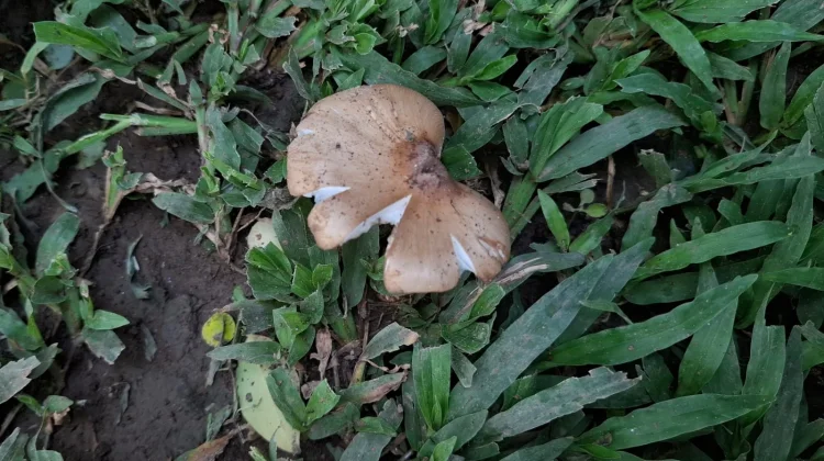 Jamur Barat Muncul usai Hujan, Benarkah Tidak Bisa Dibudidayakan?