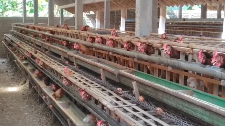 Peternak Ayam Petelur Lakukan Afkir Lebih Dini Antisipasi Kerugian