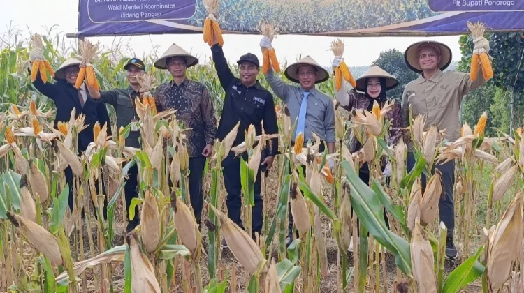 Panen Jagung di Ponorogo, Hanif Faisol Ajak Petani Wujudkan Swasembada Pangan