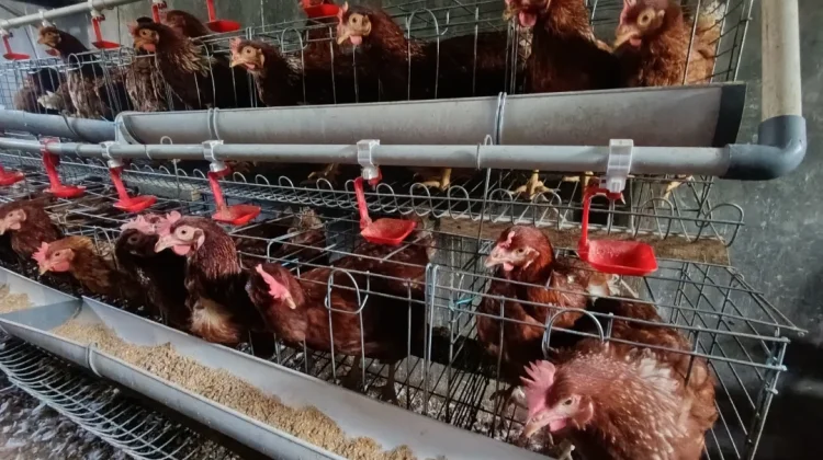 Harga Telur Anjlok, Lisdyarita Imbau ASN Ponorogo Beli Telur Lokal